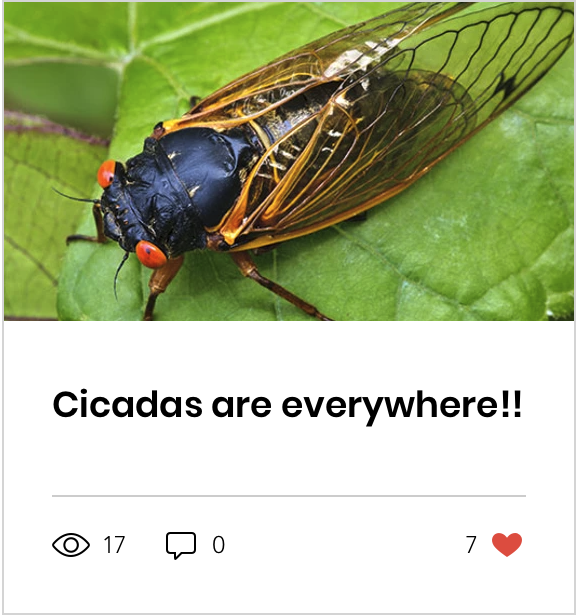 20240531_The Jerusalem Prayer List_Cicadas.png 20240531_The Jerusalem Prayer List_Cicadas.png
